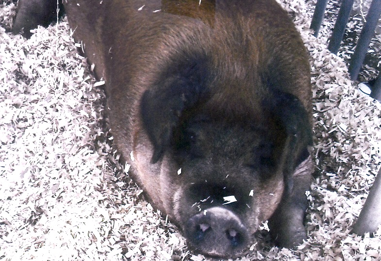 Chase the Pig Chase the Pig