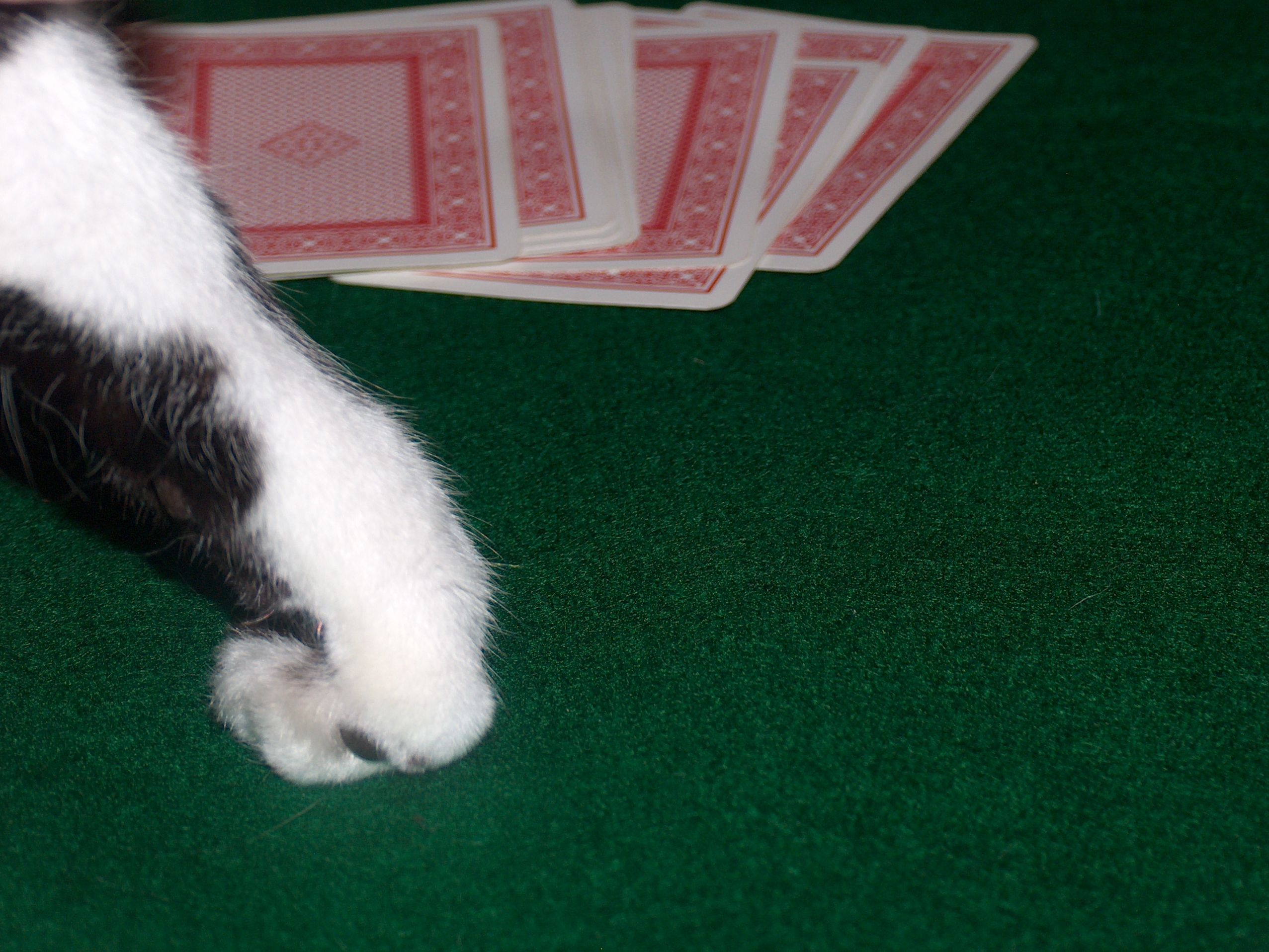 A player knocking to end the hand. A player knocking to end the hand.